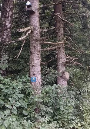 Svatojakubská mušle na ptačí budce