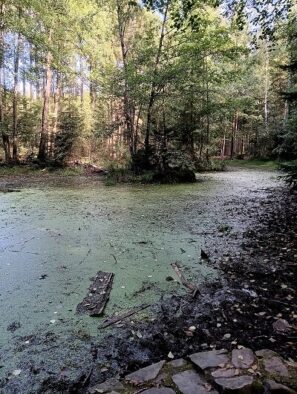 Rusalčino jezírko Vysoká u Příbrami
