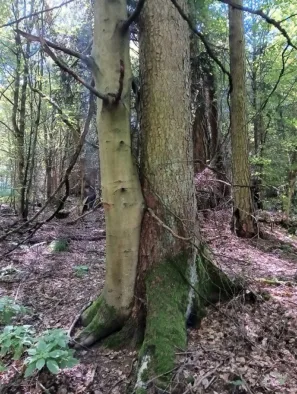 Lesní láska Frauenhäusl buk smrk