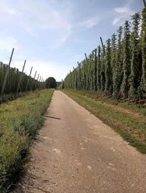 Limes romanus římská cesta skrz chmelnice