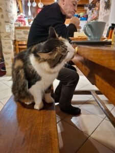 kočka Gíte Lo Soulenquo