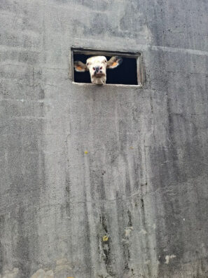 zvířátka z pouti kráva v okně