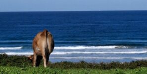 zvířátka z&nbsp;pouti kráva výhled na&nbsp;moře