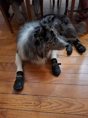 zvířátka z pouti pes připravený na cestu