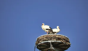 Jakobus weg Augsburg Kirchheim Čápi