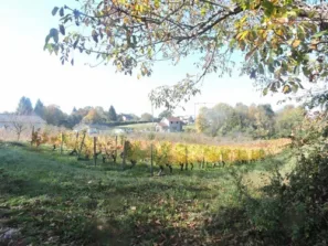 Vinohrady nad řekou Rhona