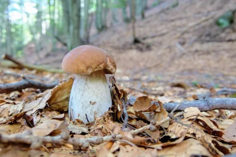 Sainte Blandine není blondýnka hříbek