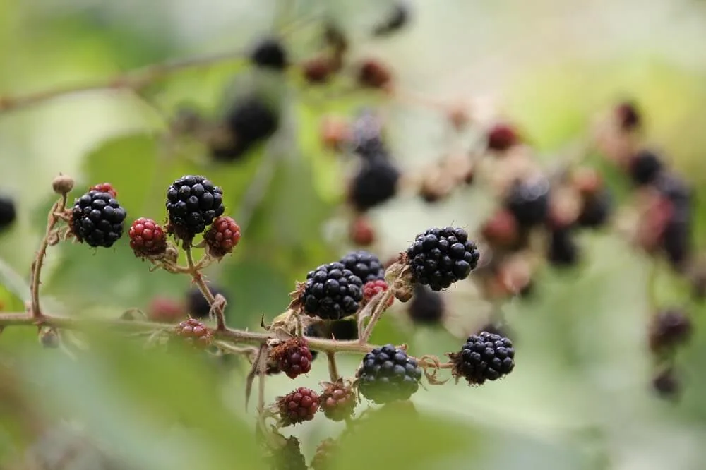 ostružiny u&nbsp;cesty
