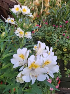 Le Puy en velay náměstí