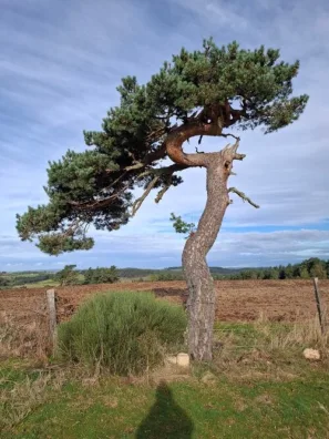 Bonsai za Le Estres