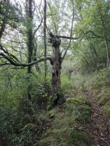 Cestička nad Saint-Côme-d’Olt