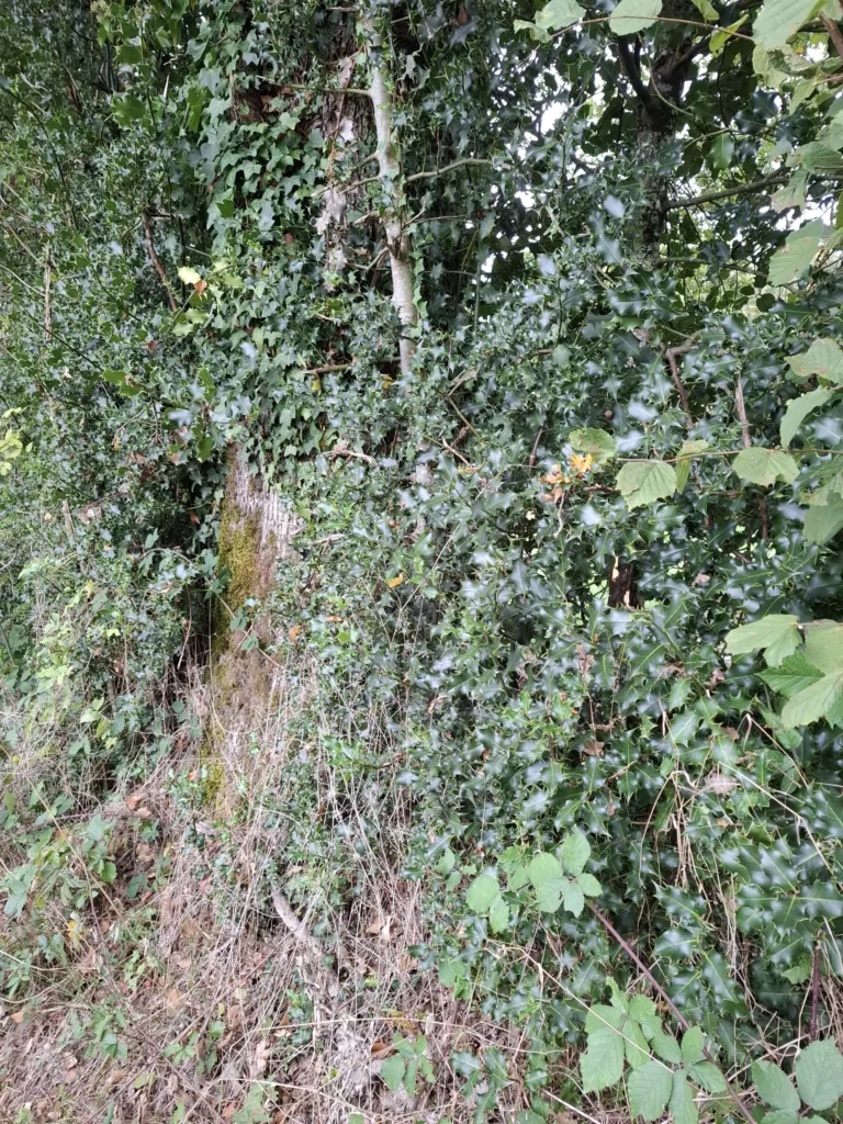 Cesmíny živý plot