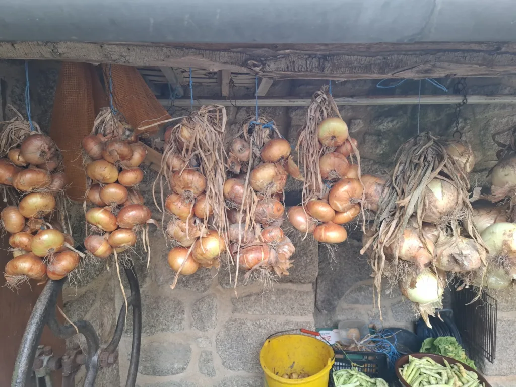 Vesnice před Espeyrac cibule úroda