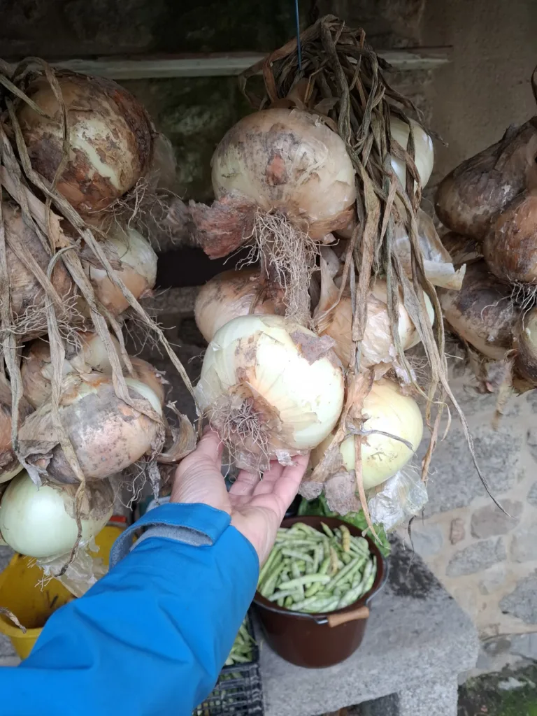 Vesnice před Espeyrac cibule