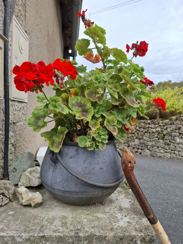 Vesnice před Espeyrac muškáty