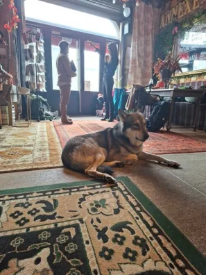 Aubrac hlídač v hotelu