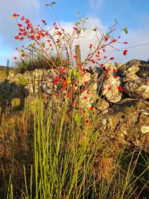Aubrac šípky na pláních