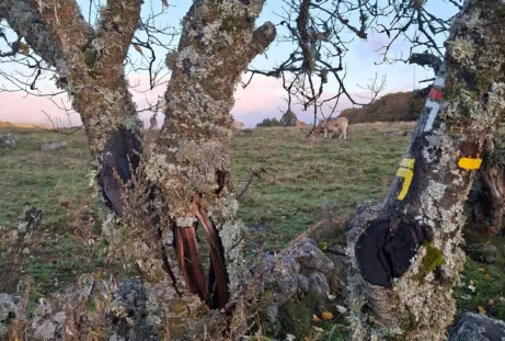 Aubrac skot na pláních