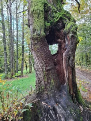 Kaštanové lesy Lestrade2