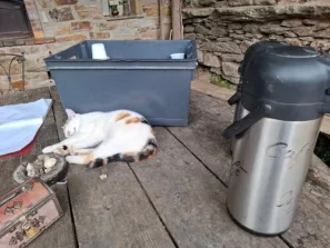 lestrade poutnický přístřešek kočka