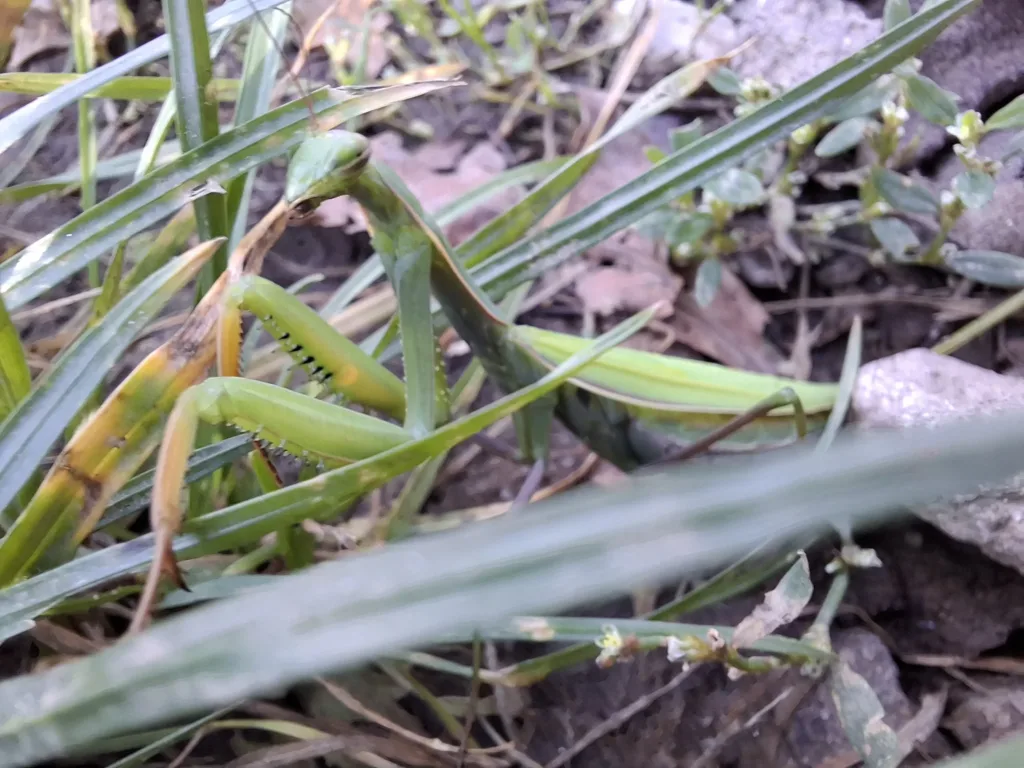 Kudlanka bacha na palec