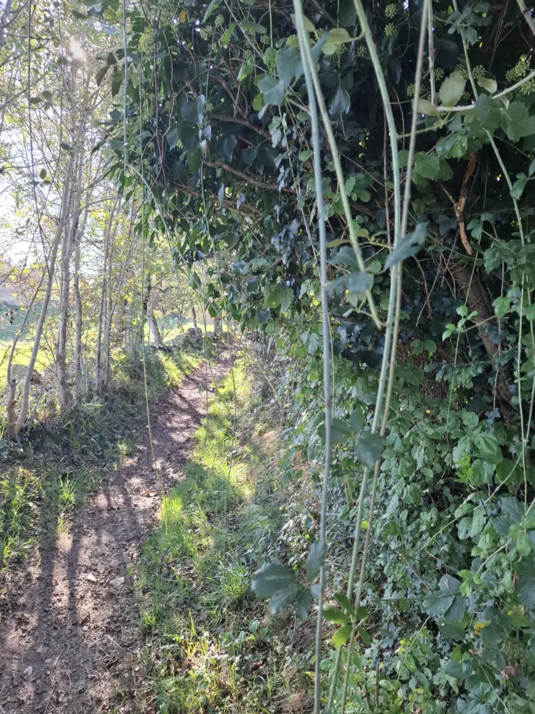 Ostružinová džungle