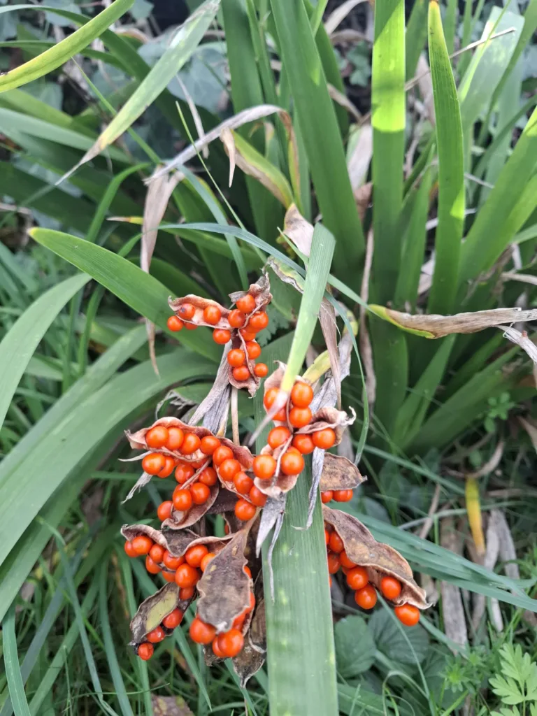 Krásně uzrálý angínovník