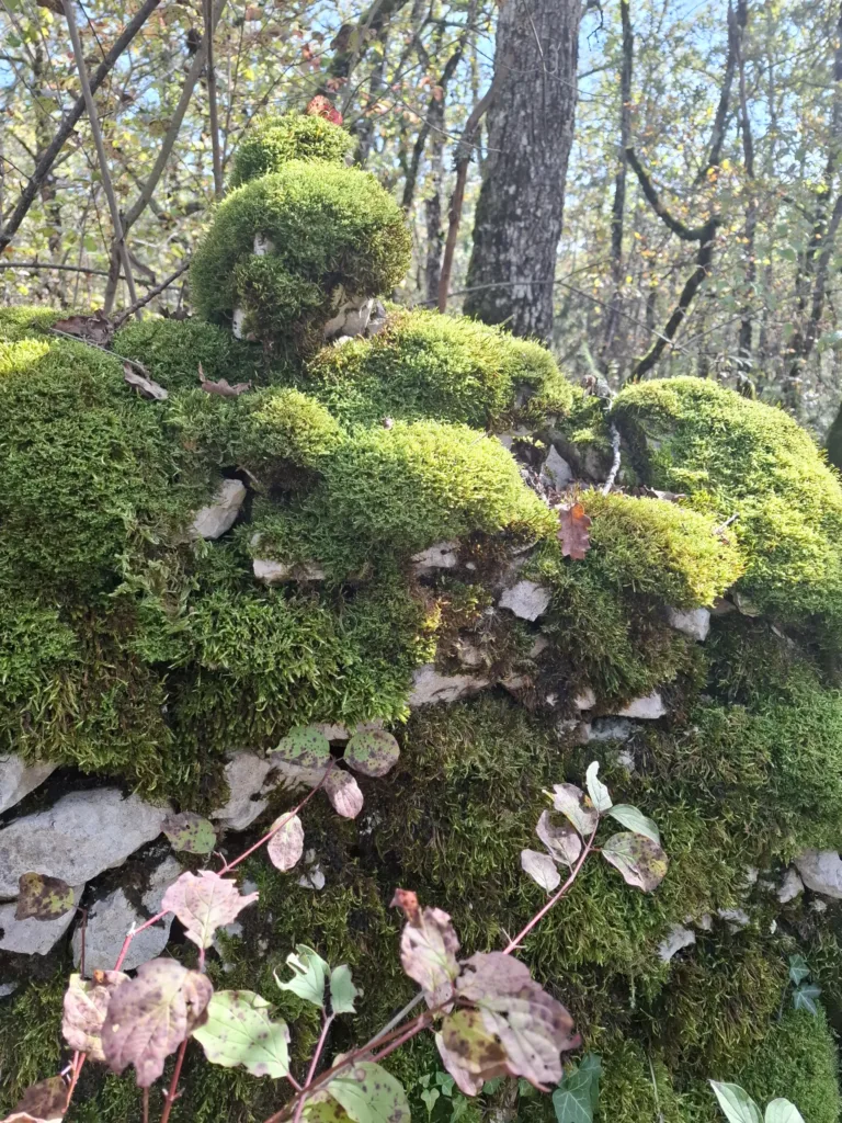 Starší vápencová zídka