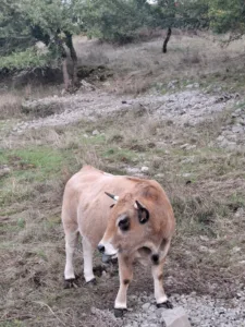 Před Limogne-en-Quercy