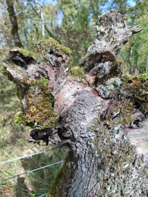 Limogne-en-Quercy dubový číšník
