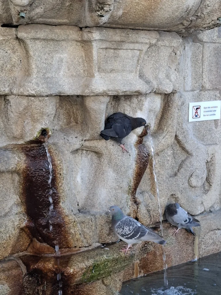 Porto kašna vodu nepít