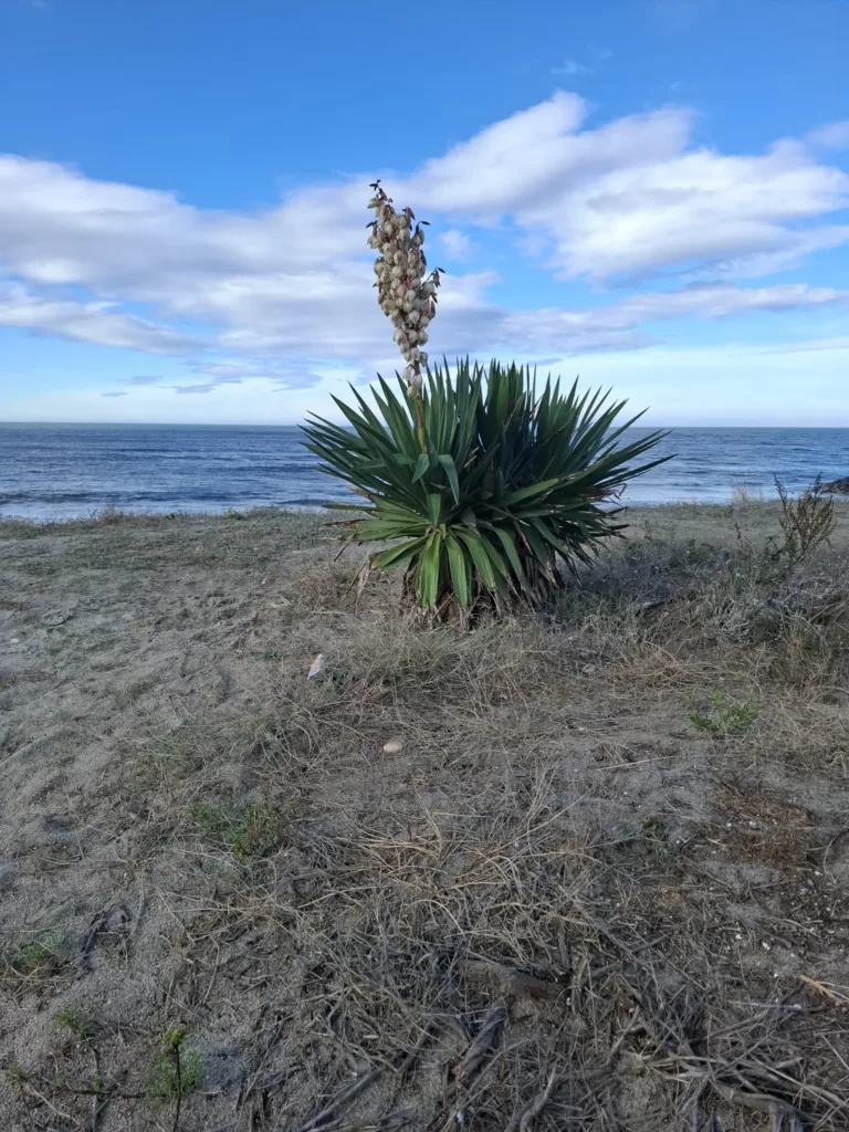 Viana do Castelo pláž