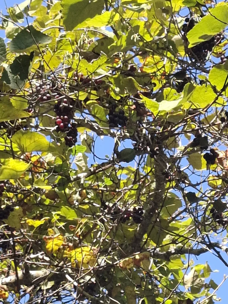 Vila Praia de Âncora stromové víno