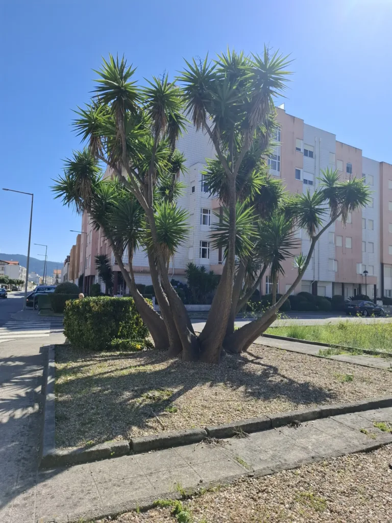 Vila Praia de Âncora stromová juka