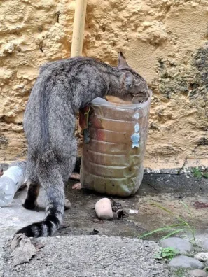 Aguacadoura mlýn kočka