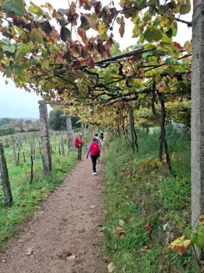 Camino Portugues cesta pod vínem
