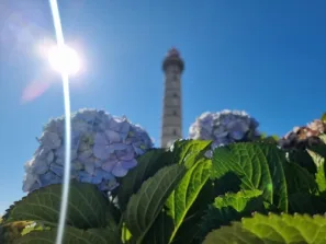 Porto maják hortenzie