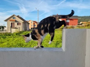 alberge Estrela Terinka