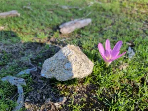 koně v trní naháčci