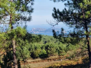 koně v trní výhled