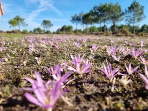 koně v trní naháčci