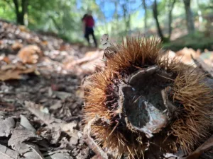 koně v trní jedlé kaštany