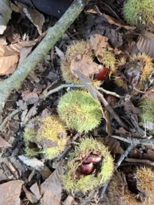 koně v trní jedlé kaštany