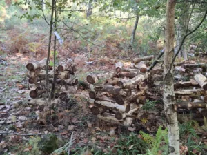 koně v trní houby na bříze