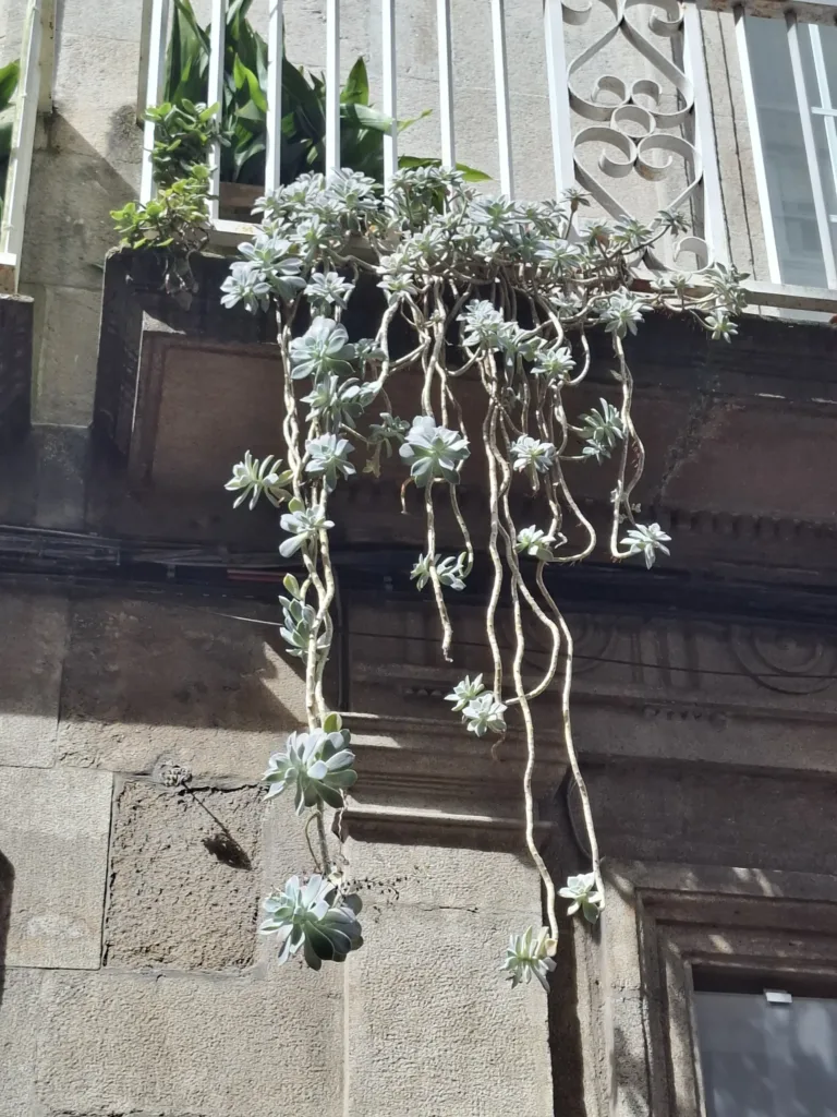 Pontevedra ulice netřesk