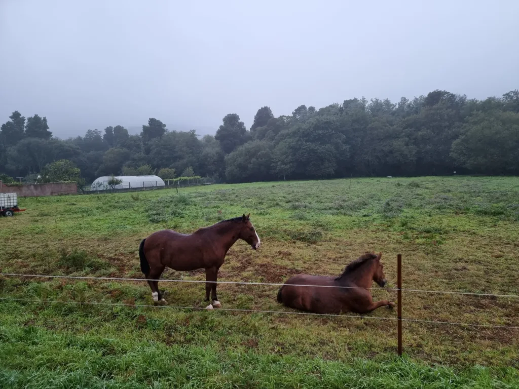 před Caldas de reis konící