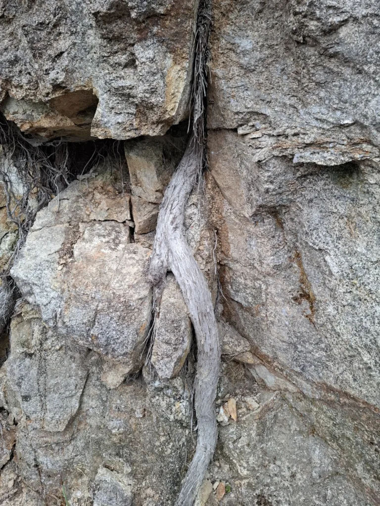 před Caldas de reis kořeny