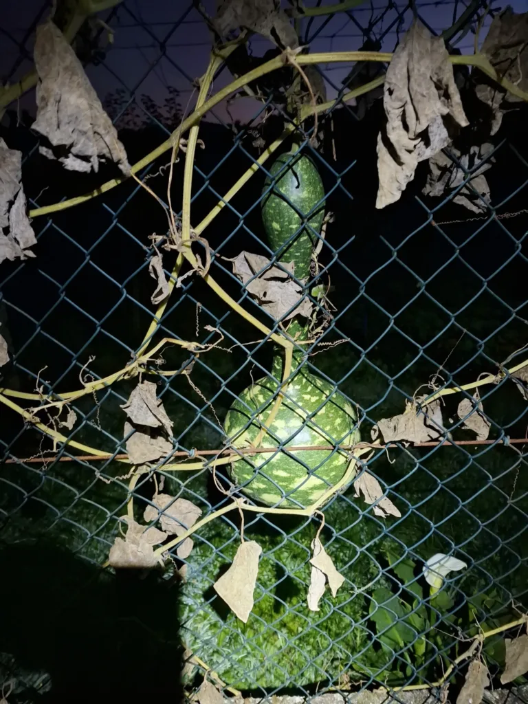 Tykev Santiago de Compostela