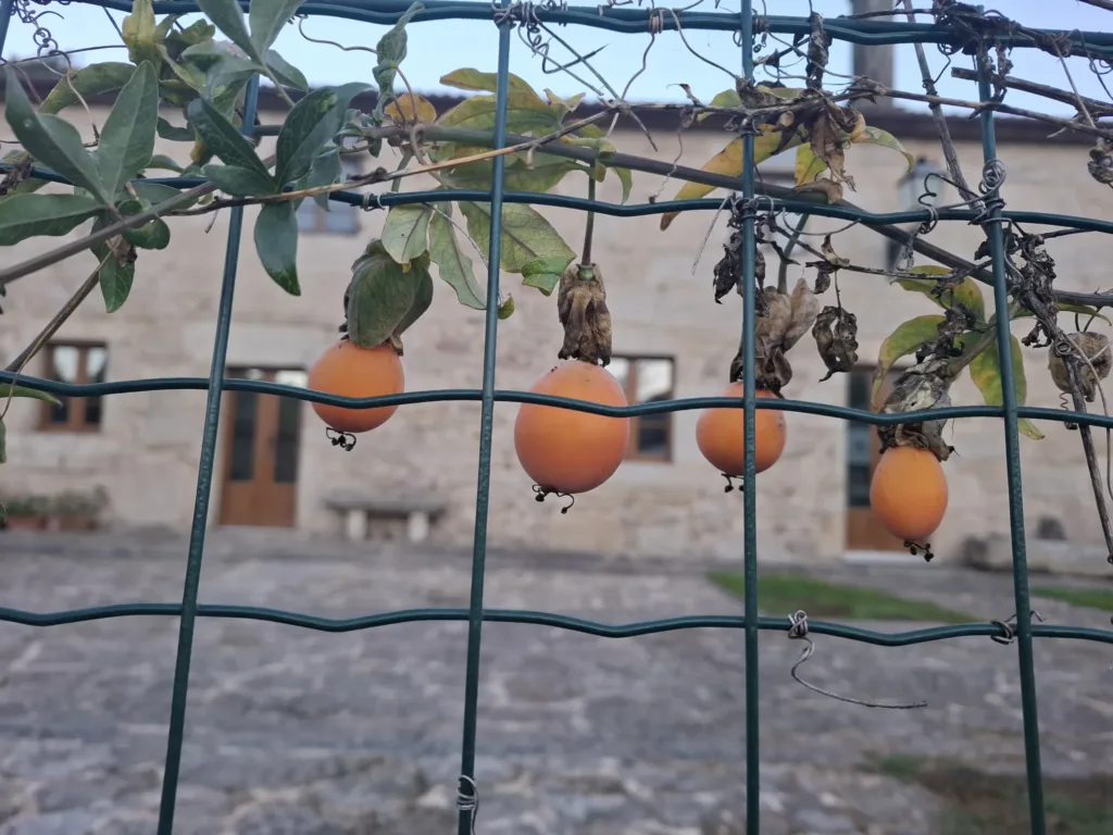 Plody mučenky Santiago de Compostela