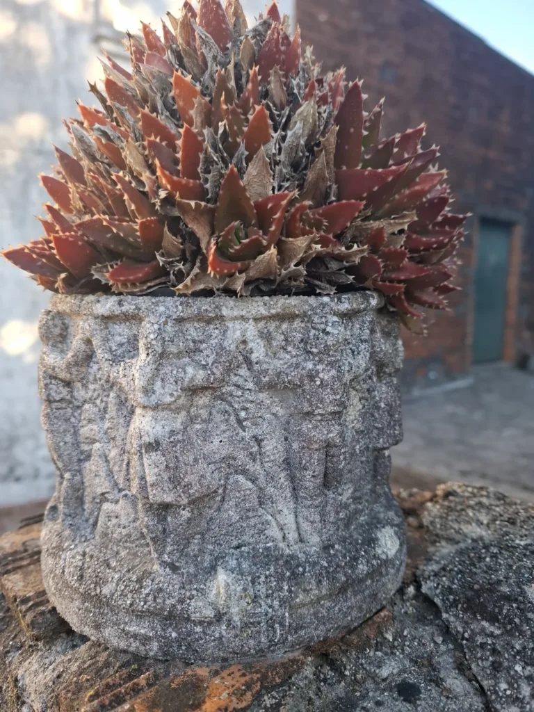 Kaktus Santiago de Compostela